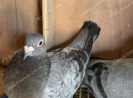 Pure bred Krauth distance breeding pigeons and son