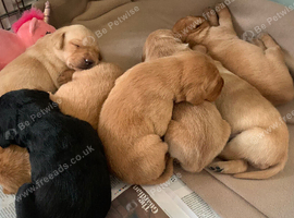 Beautiful KC reg Labrador Puppies