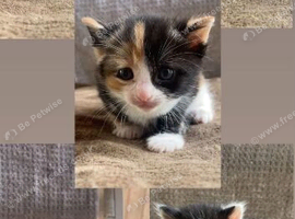 Kittens