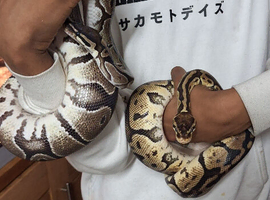 Ball pythons