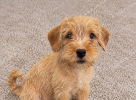 Cavapoo &times; Terrier cross
