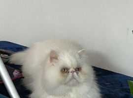 Persian male for rehoming