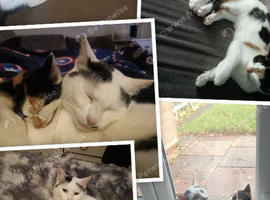2 bonded cats 1 and 2 year old