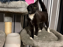 Male kitten 1 year old needs his forever home