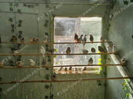 Mixed finches and dimond doves