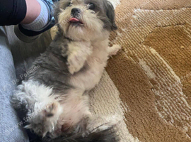 Shihtzu girl 2 years
