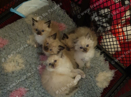 Ragdoll kittens