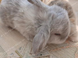 Waiting list open for beautiful mini lops