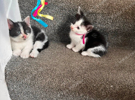 two kittens available