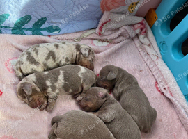 Kc Miniature dachshund