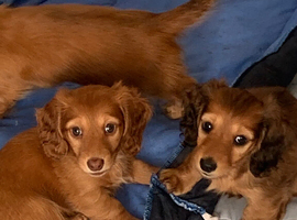 Lovely miniature long haired dachshund