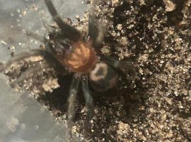 Tarantula collection for sale