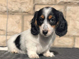 Beautiful piebald long-haired Miniature Dachshund