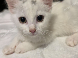 Kittens for sale