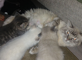 Rag doll british blue