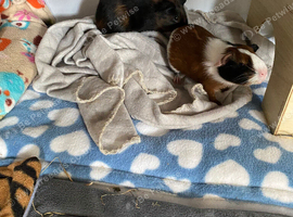 Baby boy Guinea pigs