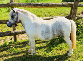 Prince - A Stunning Mini Shetland Gelding.
