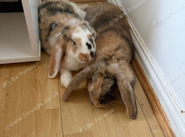Two males bunny rabbit