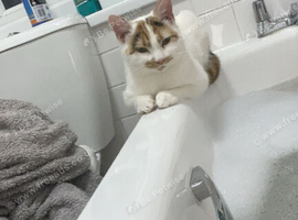 One year old cat