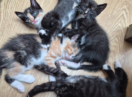 Maincoon X Siamese Beautiful, Loving Kittens for sale