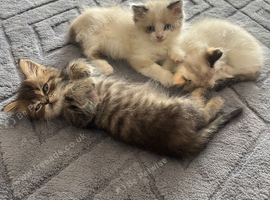 REDUCED Ragdoll cross Maine coon/exotic Persian
