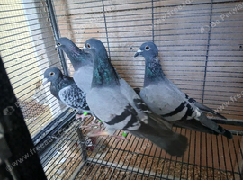 Racing pigeons for sale