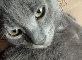 tabby grey kitten