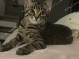 Maine coon mixed