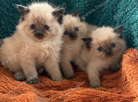 Beautiful ragdoll cross kittens