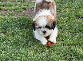 Shih Tzu