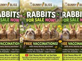 Bunnies for sale now!