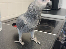 8 month old African grey parrot