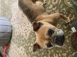 French Bulldog