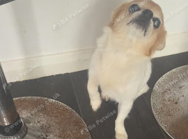Chihuahua girl