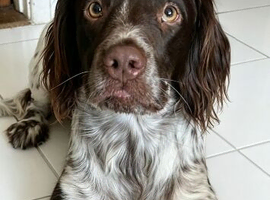 English Springer Spaniel/Labradoodle puppy&rsquo;s