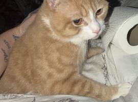 Ginger boy needs to be rehomed to forever home