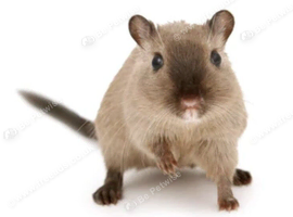 Looking for gerbils