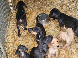Labradore x bloodhound
