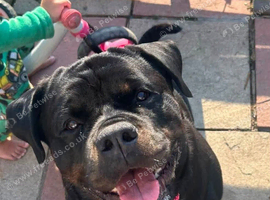 Very sweet multi champ. pedigree Rottweiler female needs home