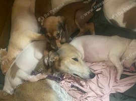 Whippet pups