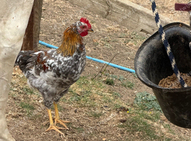 Swedish Flower Hen Boys