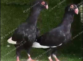 Pigeon for sale