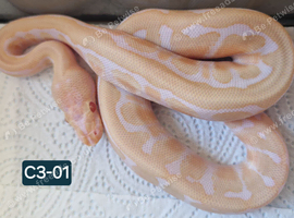 Piebald and albino ball pythons