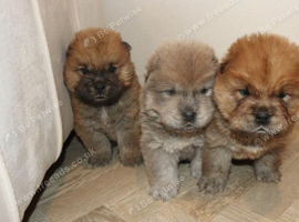 beautiful KC registered chow chow puppies