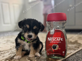 Theo - Miniature Chiahua x shitzu
