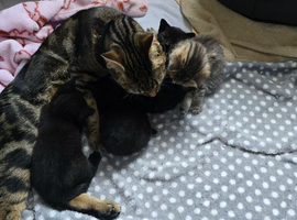 4 beautiful kittens