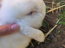Lop
