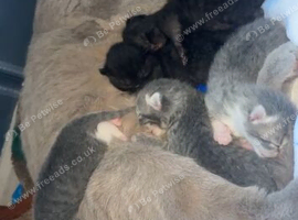Kittens to sell currently 4 weeks