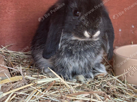 Netherland dwarfs