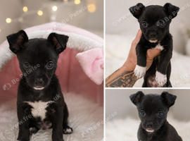 Chihuahua Cross